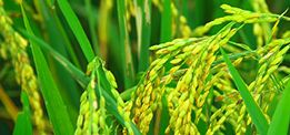 創(chuàng)新大米口感好，營養(yǎng)豐富！ 